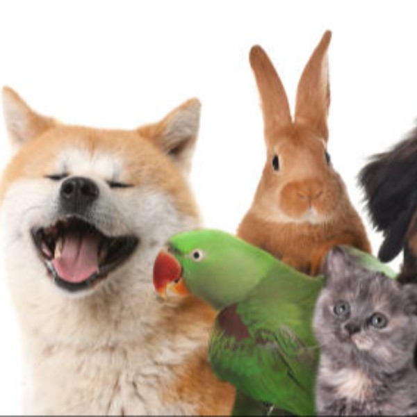 Amor aos pets+Petshop online