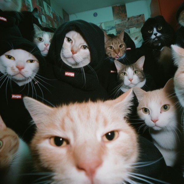 Chat Cybe Knigths