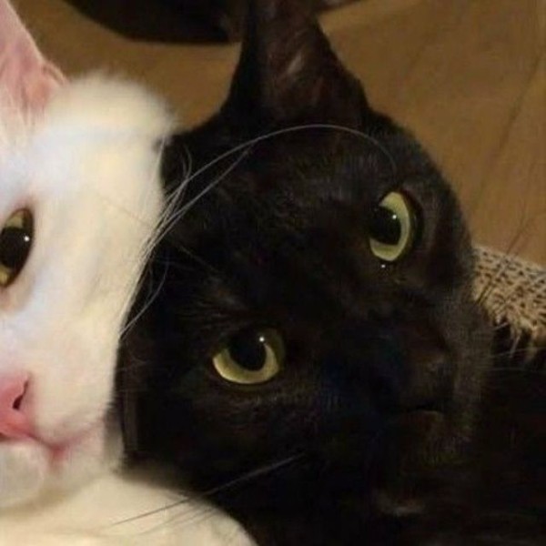 Gato rico